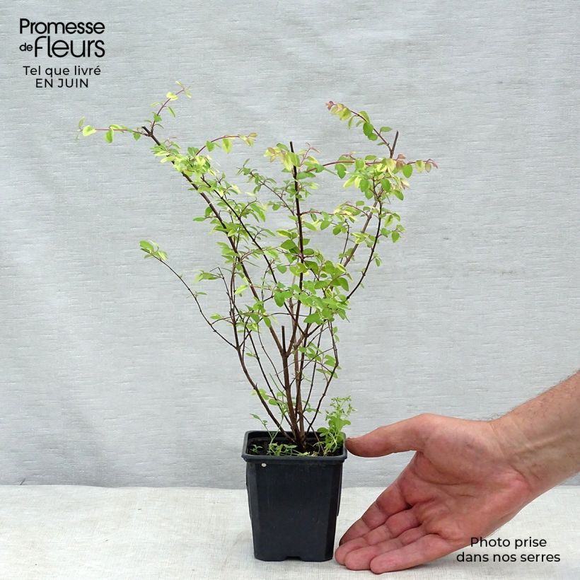 Ejemplar de Symphoricarpos chenaultii Hancock - Baya de coral Maceta de 8/9 cm entregado en verano