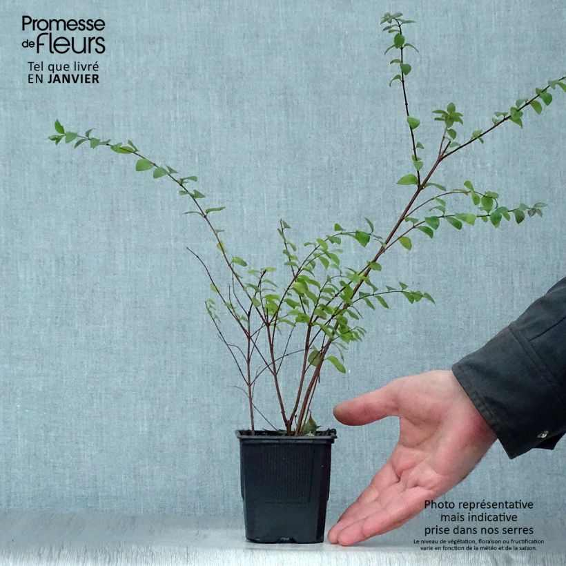 Symphoricarpos chenaultii Hancock - Baya de coral Maceta de 8/9 cm Ejemplar entregado en invierno