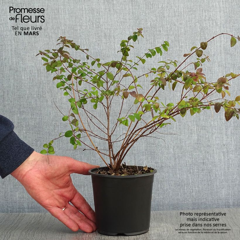 Symphoricarpos chenaultii Hancock - Baya de coral Maceta 1L/1,5L Ejemplar entregado en invierno