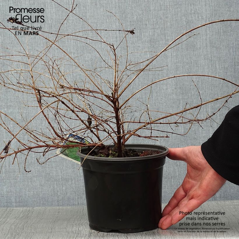 Symphoricarpos chenaultii Hancock - Baya de coral Maceta 2L/3L Ejemplar entregado en invierno