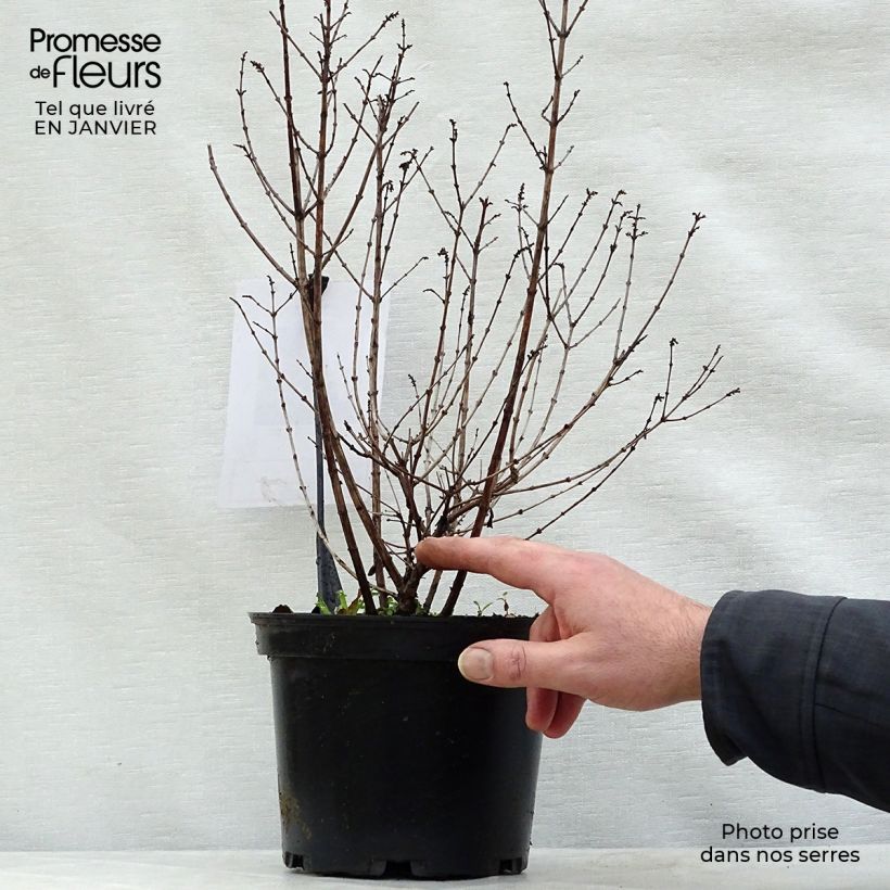 Symphoricarpos Magical Candy - Baya de coral Maceta 2L/3L Ejemplar entregado en invierno