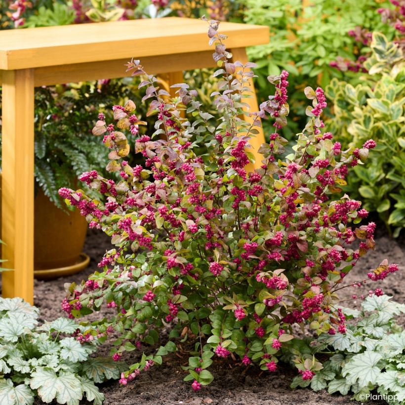 Symphoricarpos Little Berry - Baya de coral (Porte)