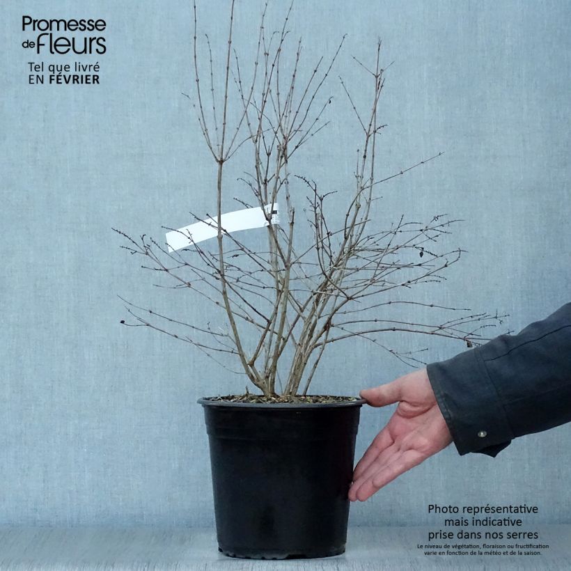 Symphoricarpos Magical Galaxy - Baya de coral Maceta 3L/4L Ejemplar entregado en invierno