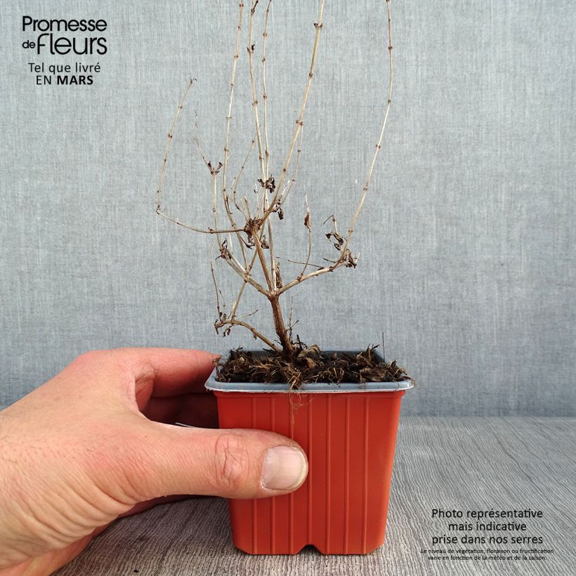 Symphoricarpos Mother Of Pearl - Baya de coral Maceta de 8/9 cm Ejemplar entregado en invierno