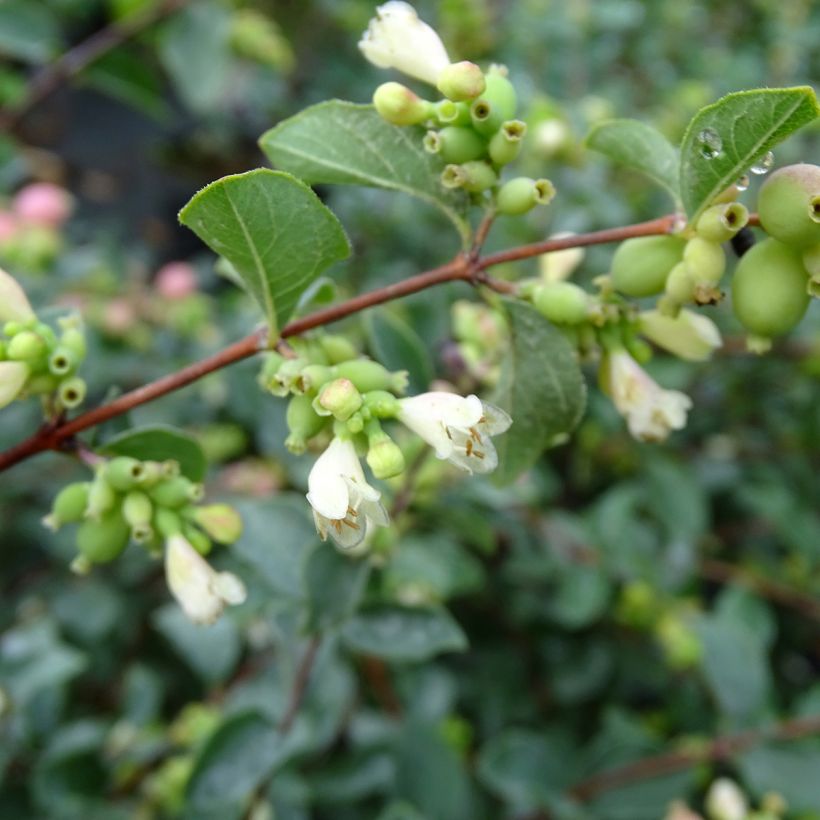Symphoricarpos Amethyst - Baya de coral (Floración)