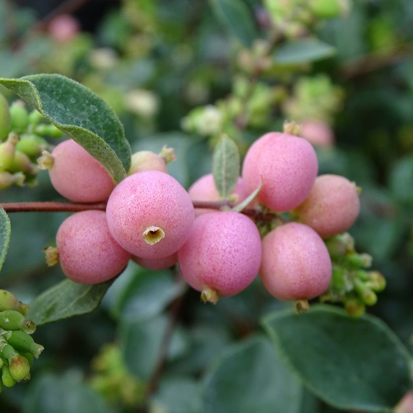 Symphoricarpos Amethyst - Baya de coral (Cosecha)