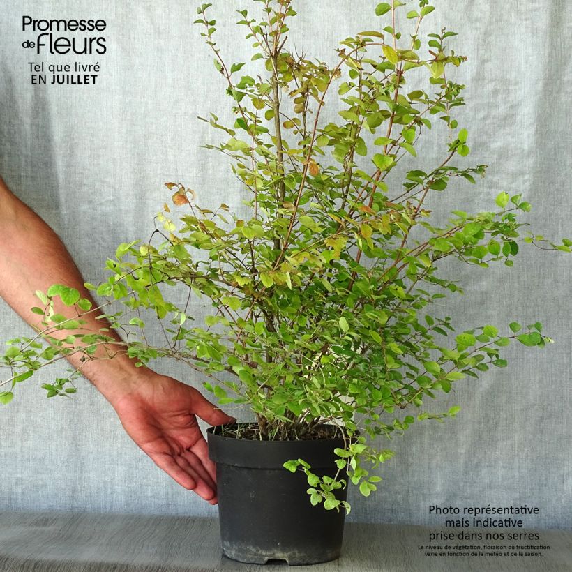 Ejemplar de Symphoricarpos Amethyst - Baya de coral Maceta 2L/3L entregado en verano