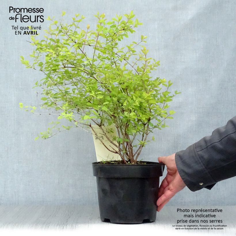 Symphoricarpos Amethyst - Baya de coral Maceta 2L/3L Ejemplar entregado en la primavera