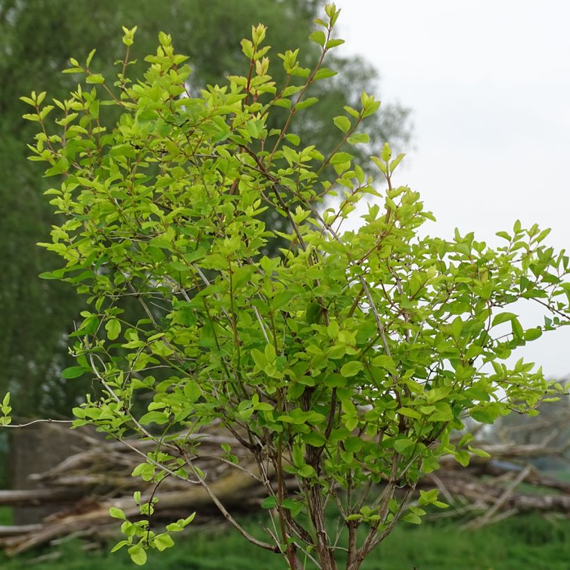 Symphoricarpos Amethyst - Baya de coral (Porte)