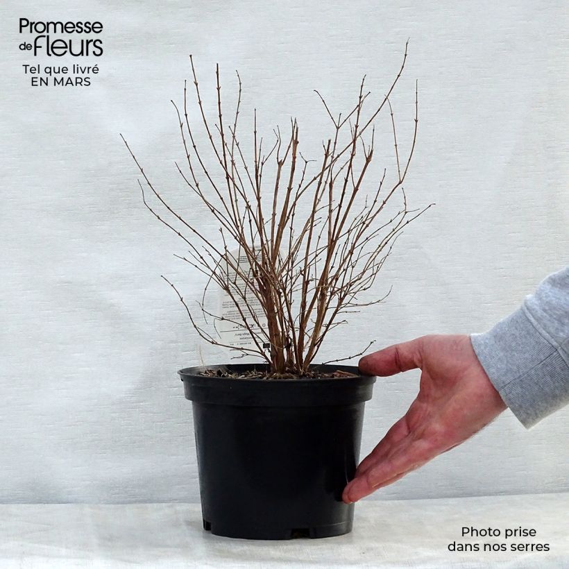 Symphoricarpos Magic Berry - Baya de coral Maceta 2L/3L Ejemplar entregado en la primavera