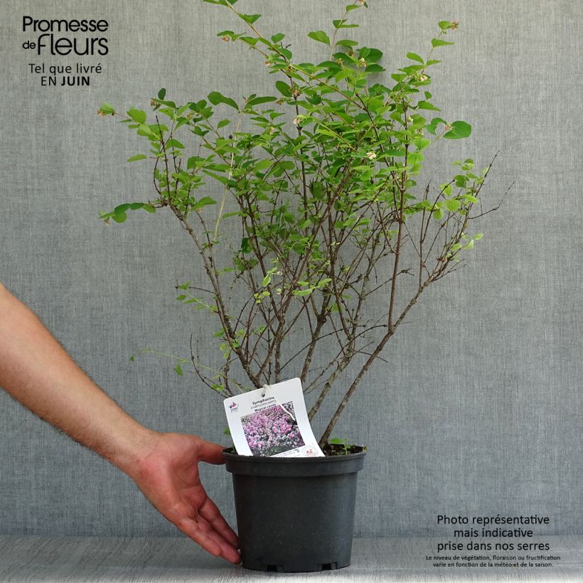 Ejemplar de Symphoricarpos Magical Candy - Baya de coral Maceta 2L/3L entregado en verano