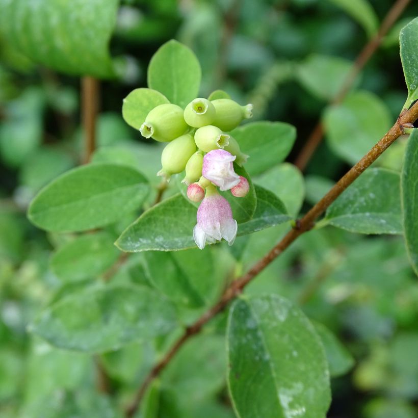 Symphoricarpos White Hedge - Baya de coral (Floración)