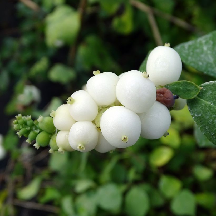 Symphoricarpos White Hedge - Baya de coral (Cosecha)
