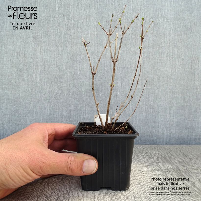 Symphoricarpos White Hedge - Baya de coral Maceta de 8/9 cm Ejemplar entregado en la primavera