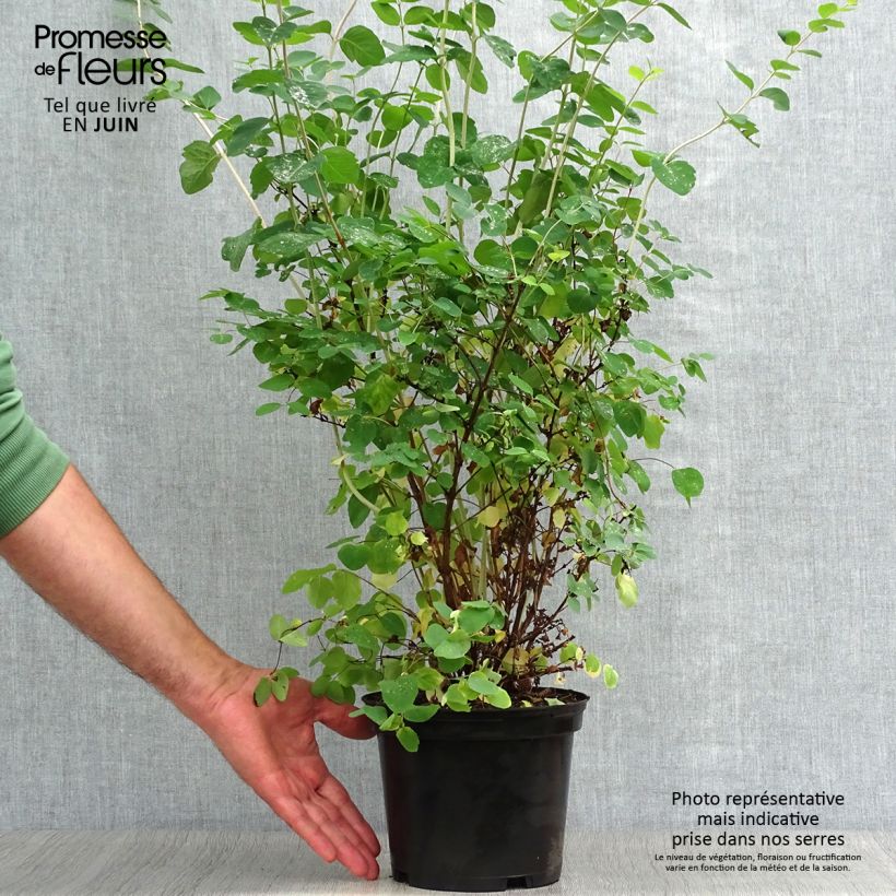Ejemplar de Symphoricarpos White Hedge - Baya de coral Maceta 2L/3L entregado en verano