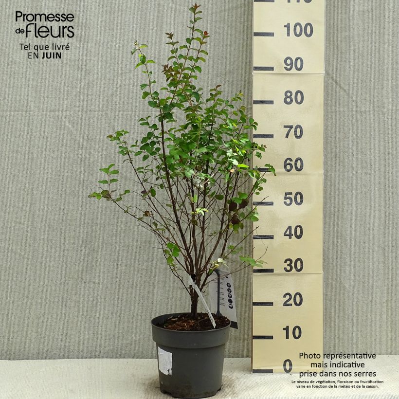 Symphoricarpos Symphony Rock - Baya de coral Maceta 4L/5L Ejemplar entregado en la primavera