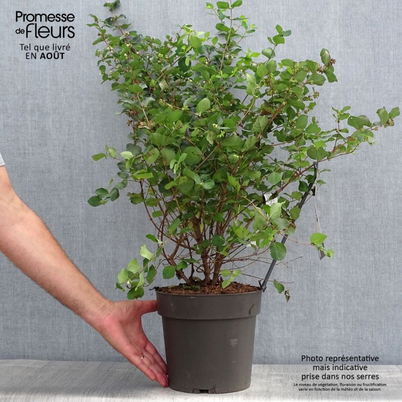 Ejemplar de Symphoricarpos Symphony Rumble - Baya de coral Maceta 4L/5L entregado en verano