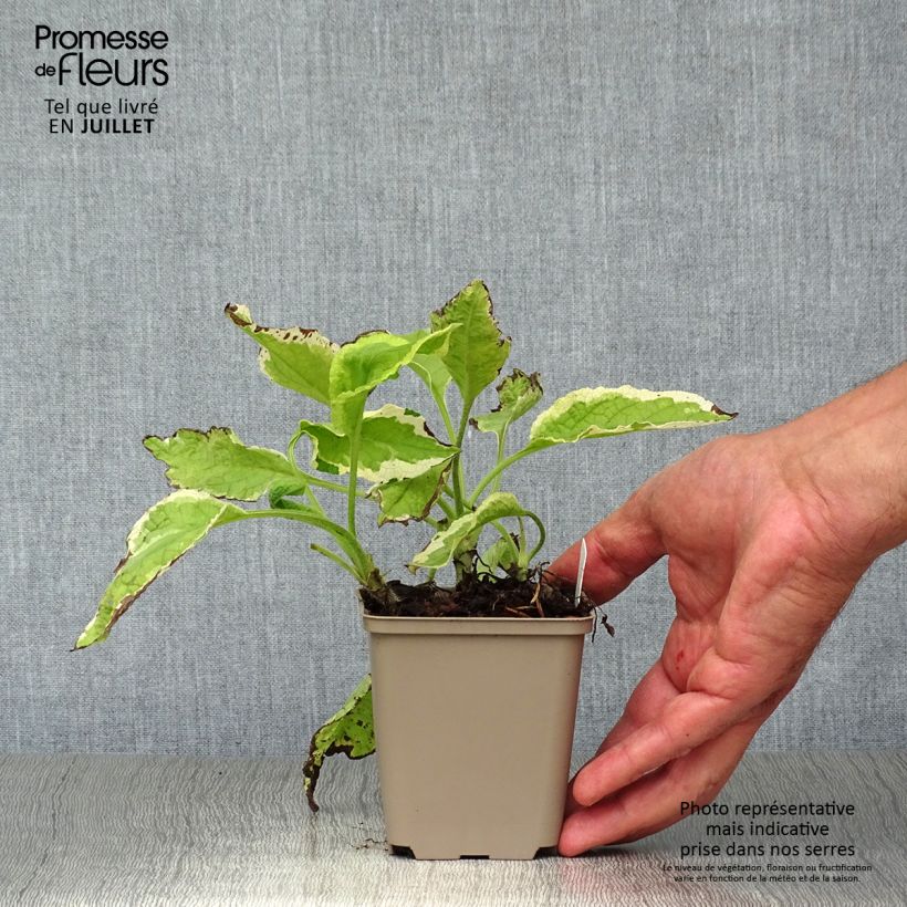 Ejemplar de Symphytum Goldsmith - Consuelda Maceta de 8/9 cm entregado en verano