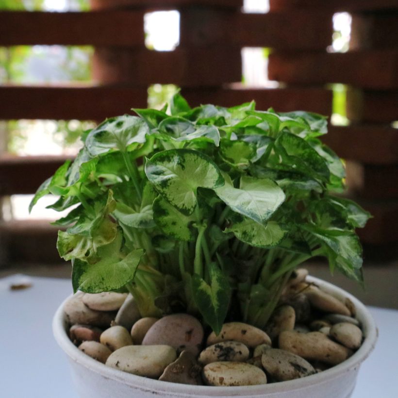 Syngonium Pixie (Porte)
