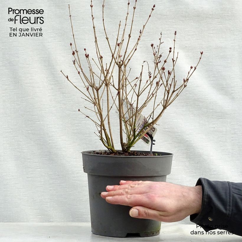 Lila Pink Perfume Maceta 2L/3L Ejemplar entregado en invierno