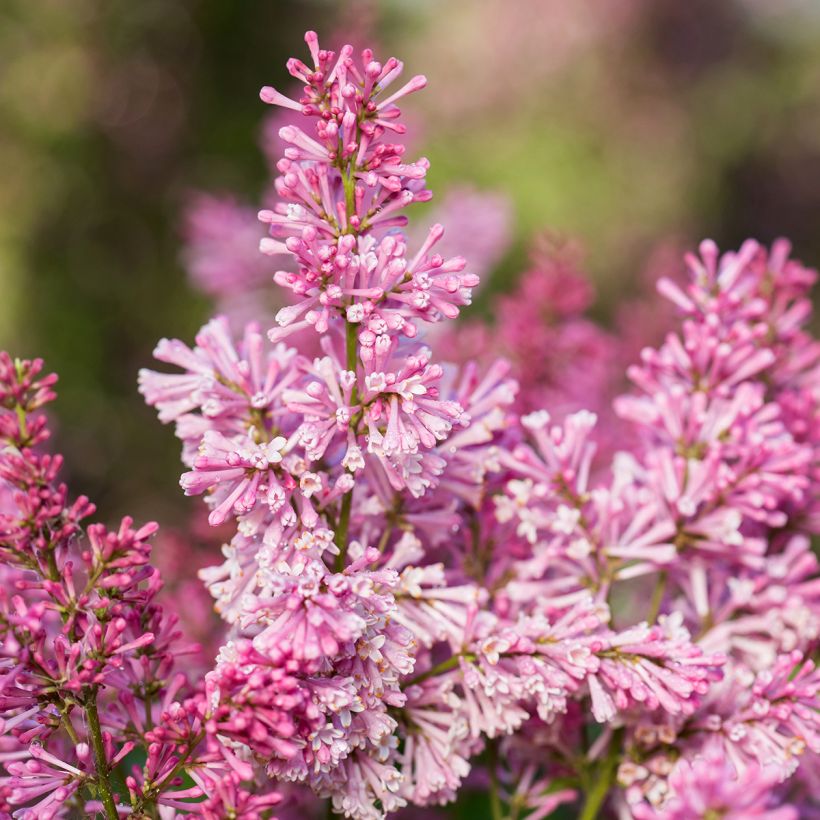 Lila  Pinktini - Syringa x prestoniae (Floración)
