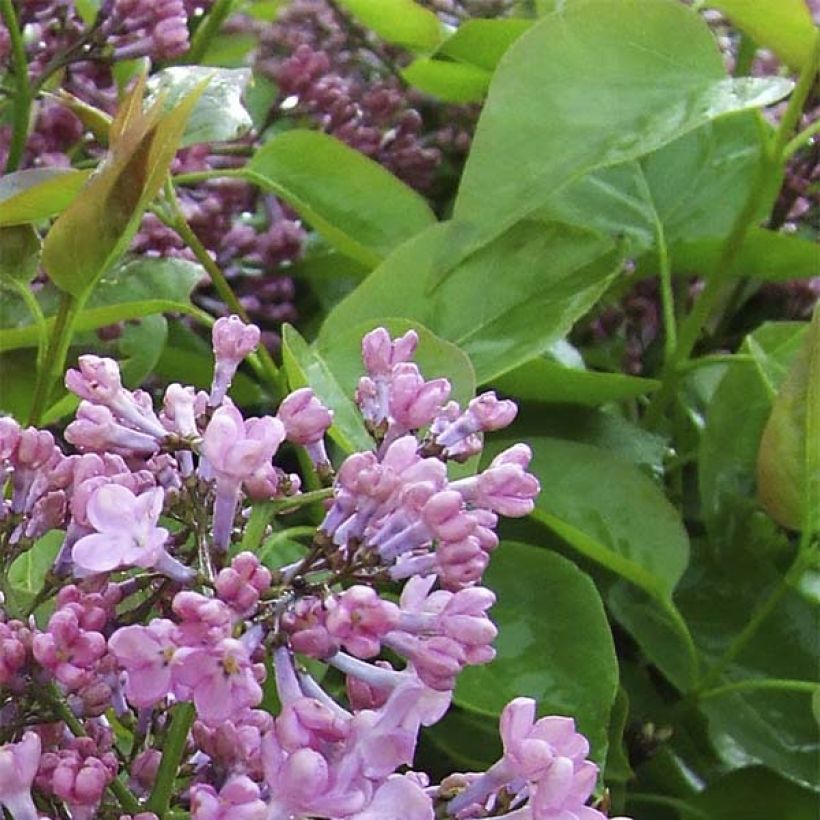 Lila Maiden's Blush - Syringa hyacinthiflora (Follaje)