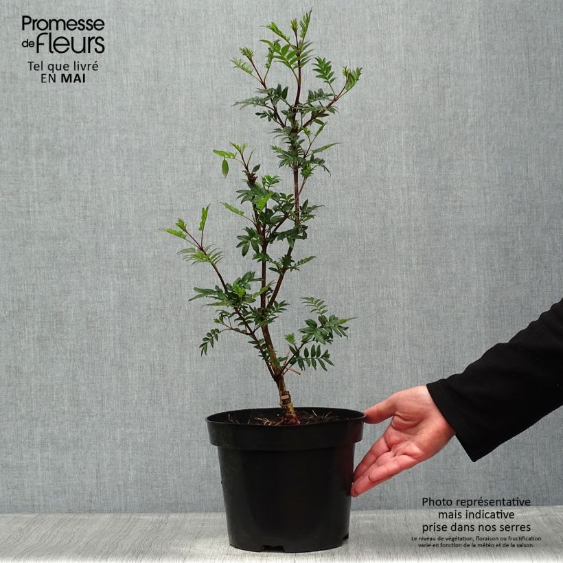 Lila pinnada - Syringa pinnatifolia Maceta 4L/5L Ejemplar entregado en la primavera