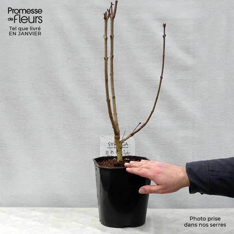 Lila Belle de Moscou - Syringa vulgaris Maceta 4L/5L Ejemplar entregado en invierno