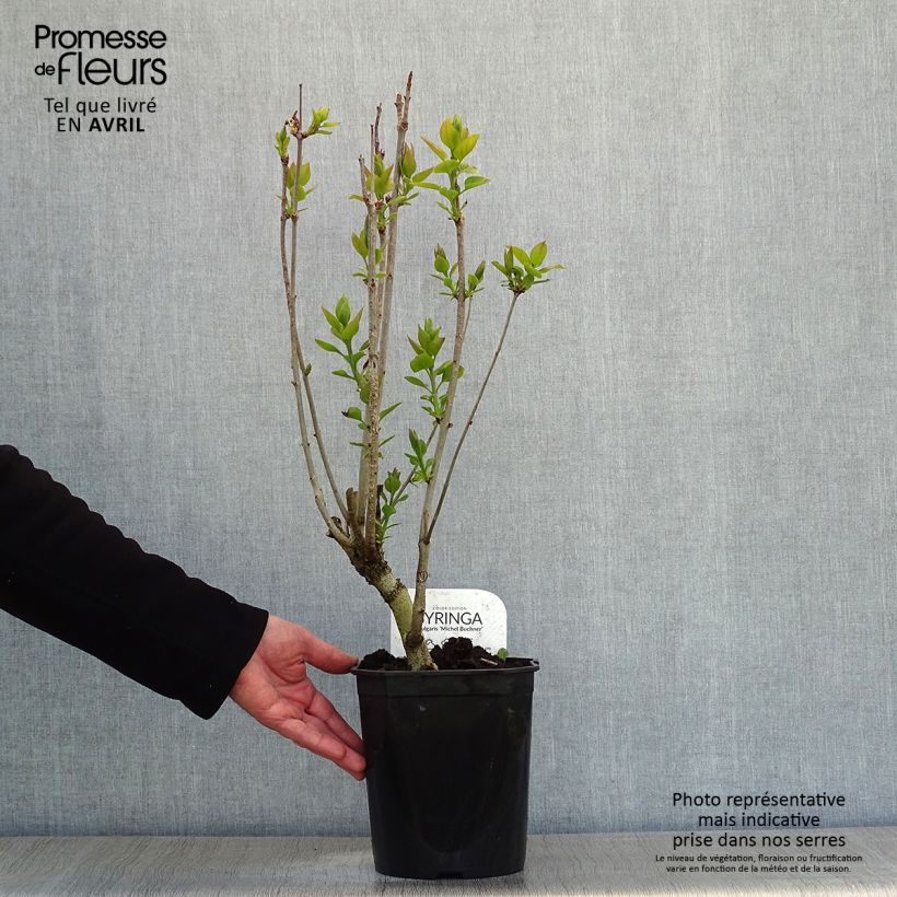 Lila Michel Buchner - Syringa vulgaris Maceta 4L/5L Ejemplar entregado en la primavera
