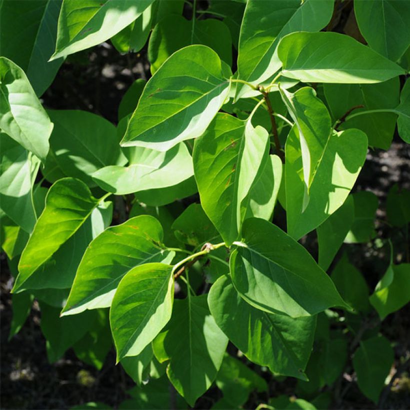 Lila Président Grevy - Syringa vulgaris (Follaje)