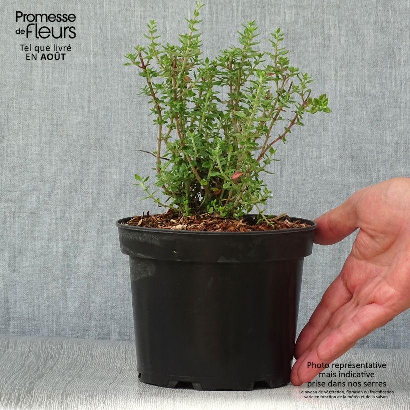 Ejemplar de Teucrium lucidrys - Germandrina Maceta 2L/3L entregado en verano