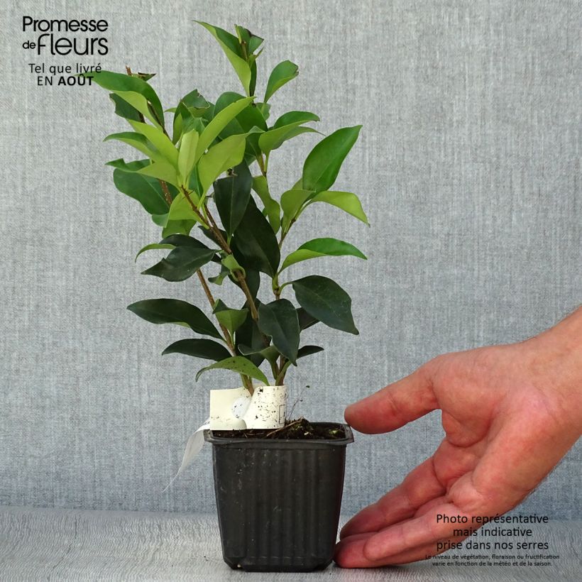 Ejemplar de Aligustre del Japon - Ligustrum japonicum Maceta 1,5L/2L entregado en verano