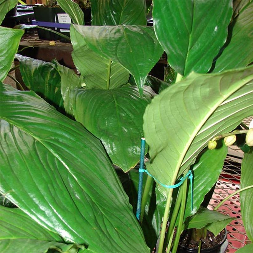Tacca chantrieri - Planta murciélago (Follaje)