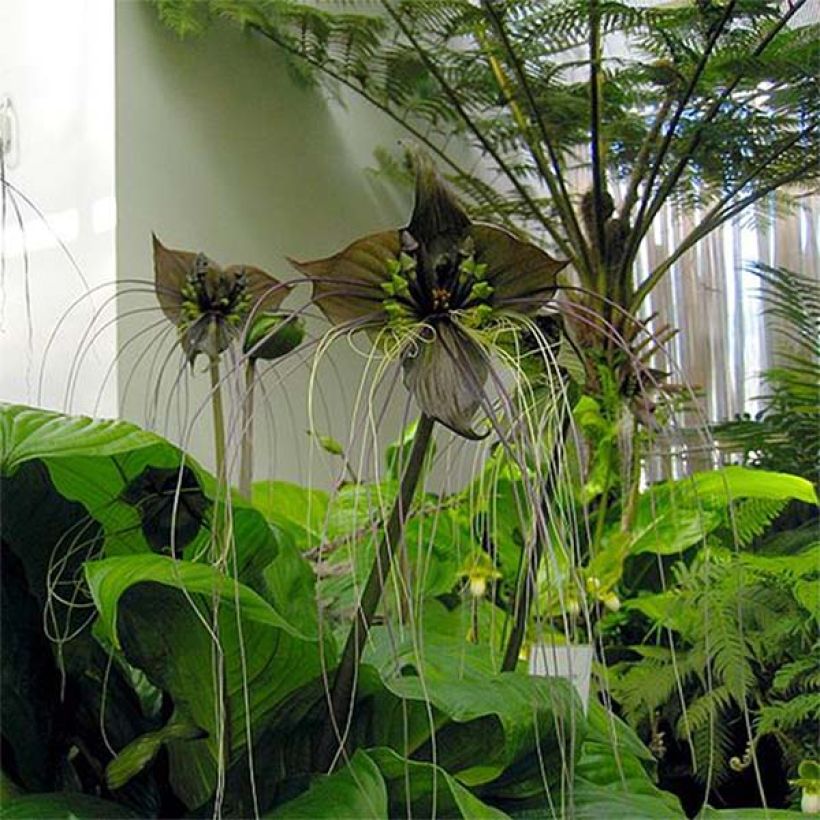 Tacca chantrieri - Planta murciélago (Floración)