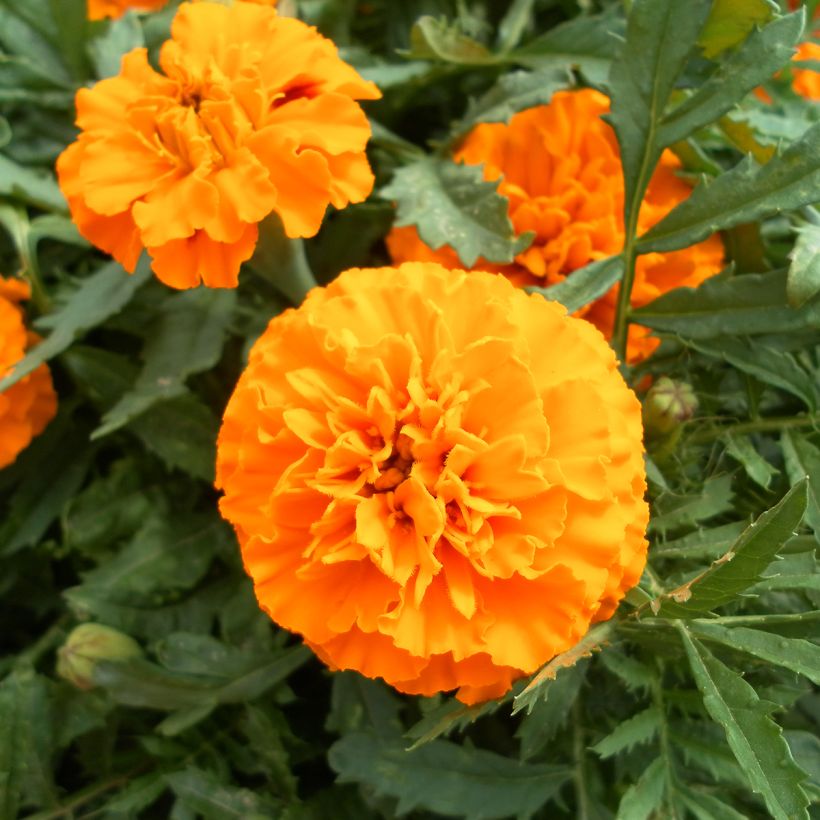Clavel de moro Boy O Boy Orange (Floración)