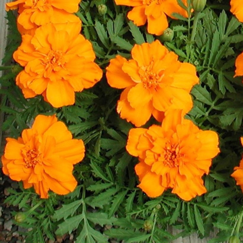 Tagetes patula Queen Orange (Follaje)