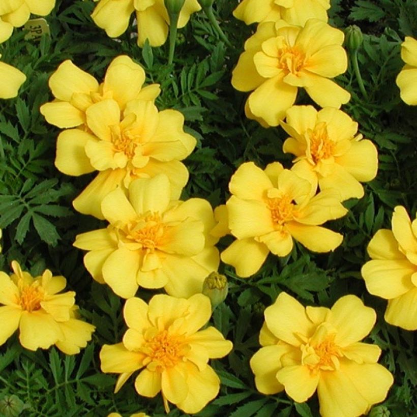 Tagetes patula Queen Yellow (Floración)