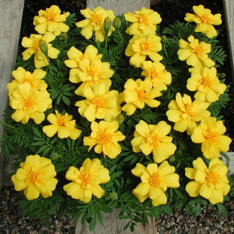 Tagetes patula Queen Yellow (Porte)