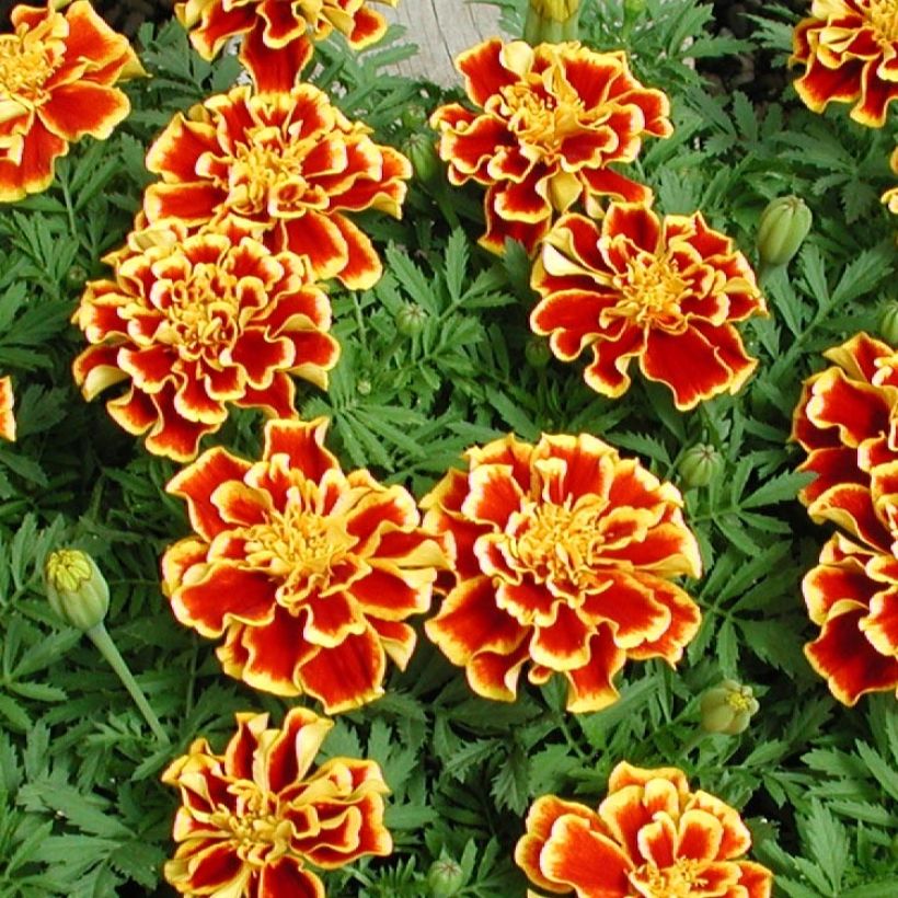 Tagetes patula Queen Yellow Fire (Floración)