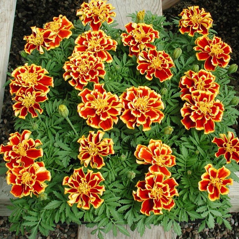 Tagetes patula Queen Yellow Fire (Porte)