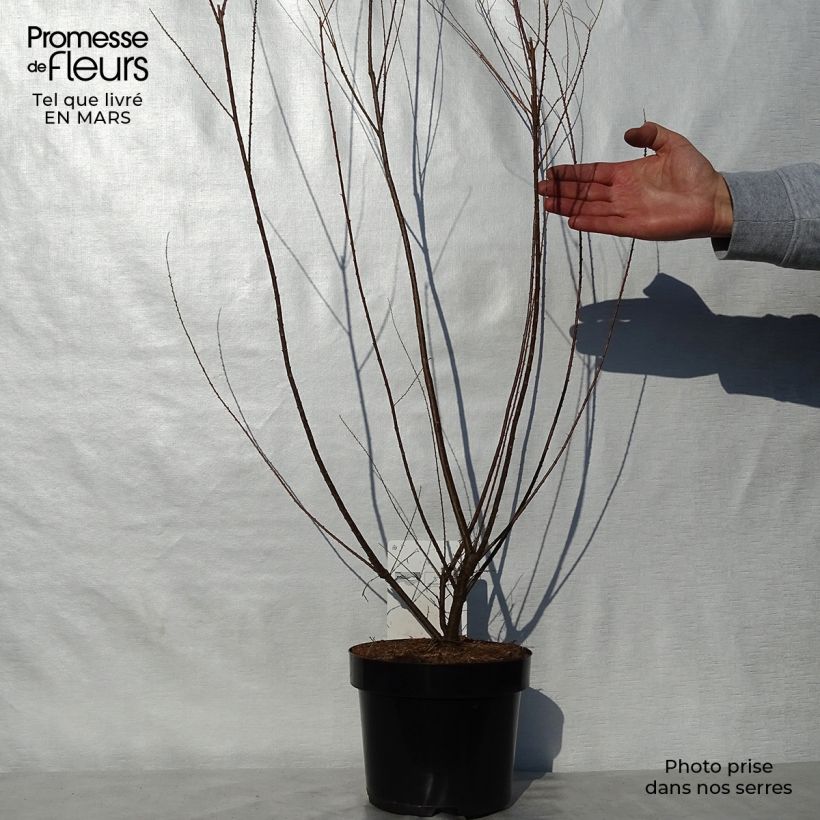 Tamarix ramosissima Hulsdonk White - Taray catina Maceta 3L/4L Ejemplar entregado en la primavera