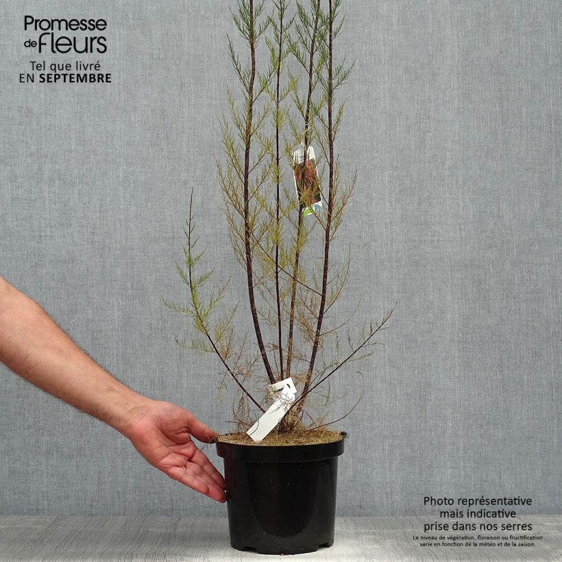Ejemplar de Tamarix ramosissima Rubra - Taray catina Maceta 3L/4L entregado en otoño