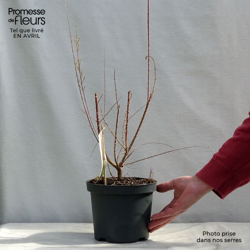 Tamarix ramosissima Pink Cascade - Taray catina Maceta 2L/3L Ejemplar entregado en la primavera