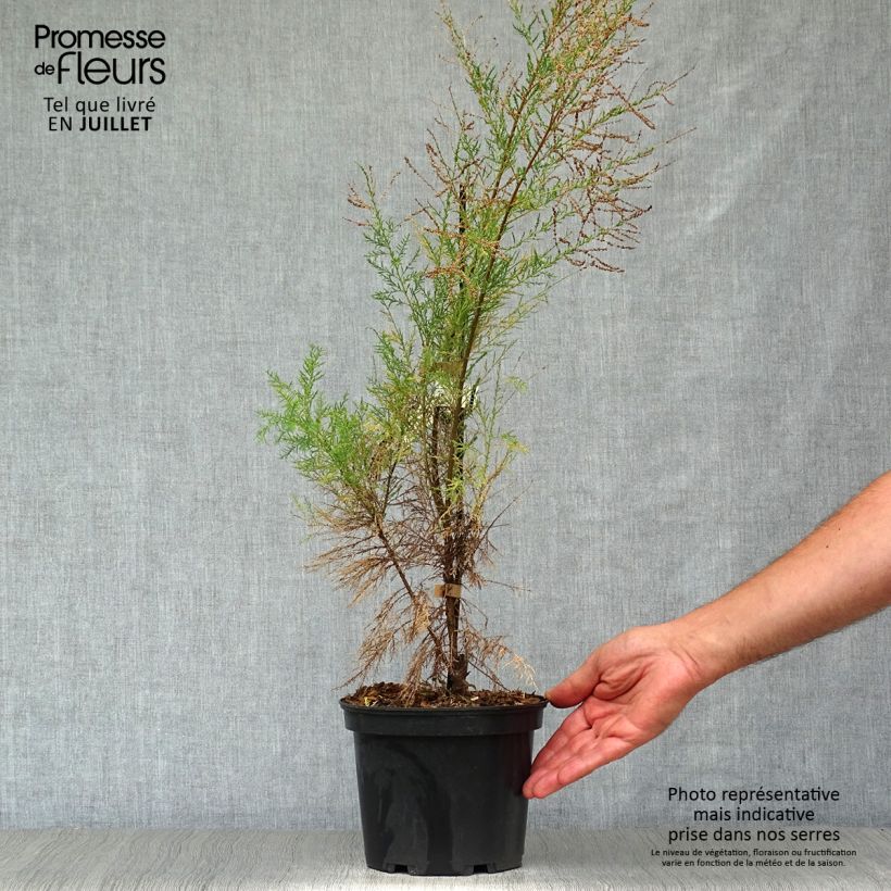 Ejemplar de Tamarix ramosissima Pink Cascade - Taray catina Maceta 2L/3L entregado en verano