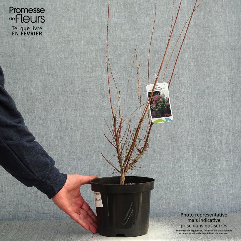 Tamarix ramosissima Pink Cascade - Taray catina Maceta 2L/3L Ejemplar entregado en invierno