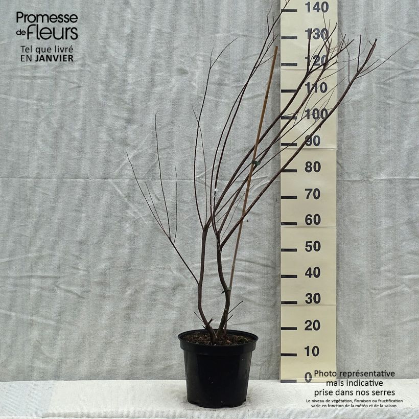 Tamarix tetrandra - Tamariz de primavera Maceta 4L/5L Ejemplar entregado en invierno