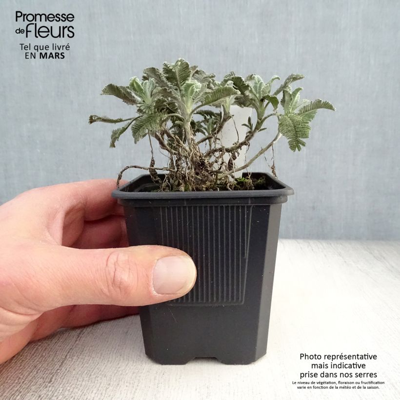 Tanacetum haradjanii Maceta de 7/8 cm Ejemplar entregado en la primavera