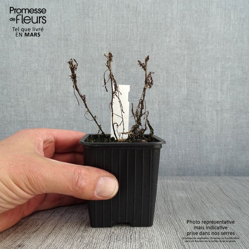 Tanacetum haradjanii Maceta de 7/8 cm Ejemplar entregado en invierno