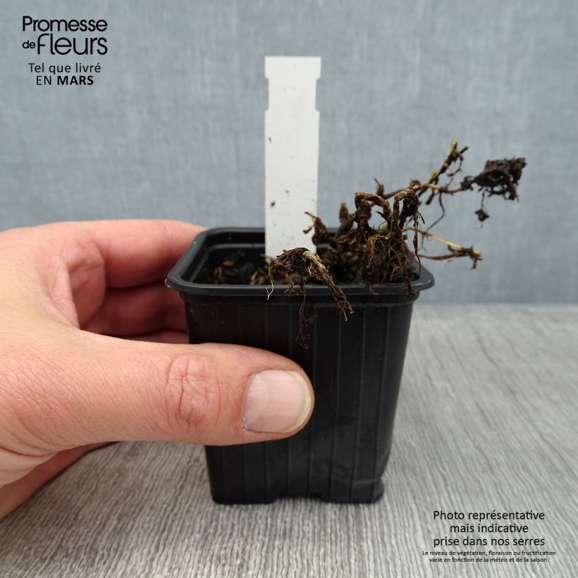 Tanacetum haradjanii Little Frosty Maceta de 8/9 cm Ejemplar entregado en invierno