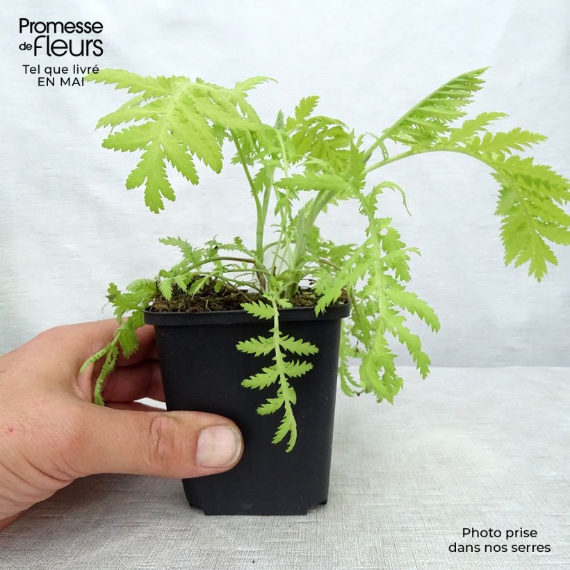 Tanaceto Isla Gold - Tanacetum vulgare Maceta de 8/9 cm Ejemplar entregado en la primavera